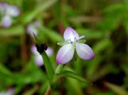 Image result for Murdannia simplex