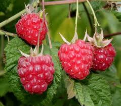 Wie schneidet man himbeeren richtig?neben dem zeitpunkt des himbeerschnitts. Himbeeren Schneiden Biogartner