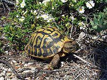 Hermann S Tortoise Wikipedia