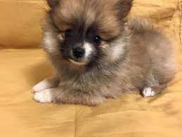 Browse thru thousands mutt dogs for adoption near eugene, oregon, usa area listings on puppyfinder.com to find your perfect match. Cute Akc Pomeranian Puppies For Adoption For Sale In Eugene Oregon Classified Americanlisted Com