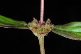 Image result for Spermacoce natalensis