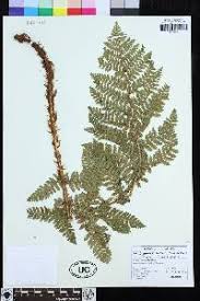 Image result for Dryopteris athamantica