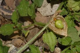 Image result for Physalis pubescens