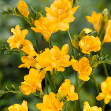 Image result for Freesia grandiflora