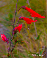 Moon valley nurseries has a wide selection of fast growing trees to choose from. Northern Arizona Swing Photospydie