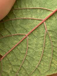 Although they do no direct harm inside the house, if the mites are squashed they stain. Been Fighting Spider Mites Are They Back Kratomgarden