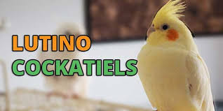 Maybe you would like to learn more about one of these? Lutino Cockatiel Behave Lifespan Breeding Food Care Petshoods