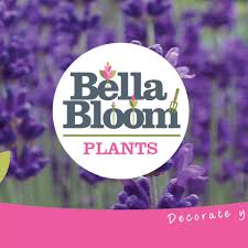 We did not find results for: Tully Nurseries Bella Bloom Lavender