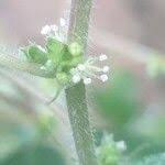 Image result for Pouzolzia guineensis