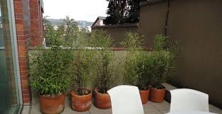 We did not find results for: Growing Bamboo In Pots Planting Pruning Care More Pyracantha Co Uk
