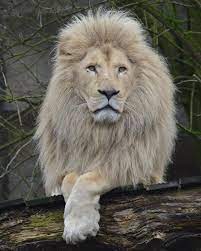 White Lion Photo By Mandenno Photography Wildgeography Lions Photos White Lion Beautiful Lion
