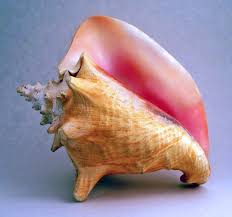 The Queen Conch, Strombus Gigas Alliance, Conch Fisheries, Reef  Sustainability, Ngo 501C3 Conservation