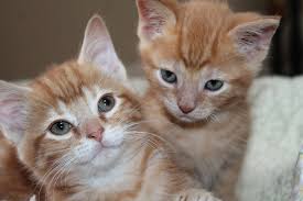 Learn more about chicago cat rescue in chicago, il, and search the available pets they have up for adoption on petfinder. Angels On Wheels Animal Rescue Their Future Begins With Us