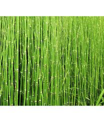 Der kampf gegen schachtelhalm im garten ist sehr schwierig und erfordert viel zeit, da er sich aus im boden verbleibenden rhizomfragmenten schnell regenerieren kann. Dehner Schachtelhalm Dehner