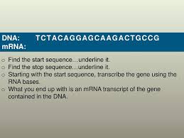 This is the currently selected item. Construct A Dna Model Using Base Pairing Rules Ppt Download