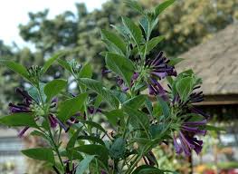 Image result for Iochroma