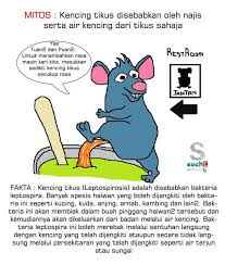 Simptom kencing tikus (leptospirosis) dan cara mencegahnya, jangkitan leptospirosis ini juga salah satu daripada zoonosis iaitu sejenis jangkitan simptom kencing tikus. Sockc Photos Facebook