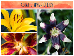 A yellow flower i found in edwards gardens in toronto ontario. Types Of Lilies A Visual Guide Ftd Com