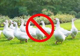 Once these birds stumble upon your property and start feeling comfortable, they won't be. 15 Tips On How To Get Rid Of Geese Fast Humanely World Birds