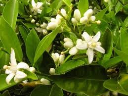 These lemon tree flowers are customizable and available in all plant varieties. Citrus Blossoms Citrus Trees Indoor Lemon Tree Lemon Flowers