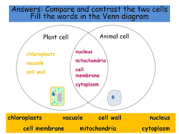 Plant cells have cell walls while animal cells do not have cell walls. Eal Nexus Resource Cells Comparing Plant And Animal Cells Subject Ppt Video Online Download