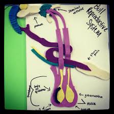 Bull Reproductive System With Play Dough Animal Science Reproductive System Agriculture Education