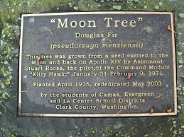 We realize there are many pest control companies to choose from. Lunar Voyager The Washington State Capitol Campus Moon Tree Thurstontalk