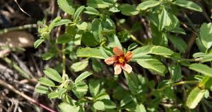 Image result for Sida javensis