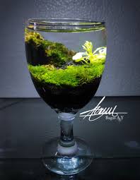 Aquascape For Glass Di 2020 Rumah