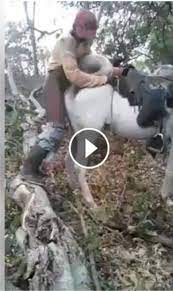 leaked Video) Man Having Sex With A Horse 