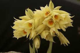 Image result for Orthochilus mechowii