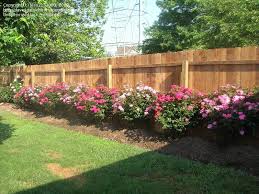 Plantfiles Picture 28 Of Shrub Rose Knockout Rosa Rose Garden Design Small Rose Garden Ideas Rose Garden Landscape