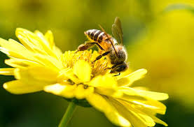 Start studying honey bee bio. Do Bees Still Make Honey During The Winter Terminix