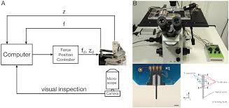 Examine it under high power of a microscope.(40x) observe the individual cells and make a sketch of the cells showing the cell wall and cell membrane. Plants Free Full Text Measuring The Mechanical Properties Of Plant Cell Walls Html