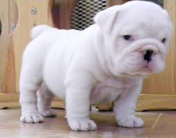 Top quality family raised english bulldog puppies from the best reputable breeders now. English Bulldog Puppies For Adoption L2sanpiero