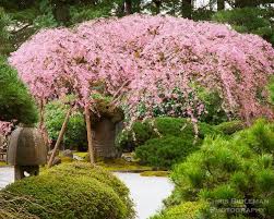 A 100 Year Old Weeping Cherry Tree Prunus Subhirtella Or Sakura Is In Full Bloom Of Pink Flowers Portland Japanese Garden Japanese Garden Weeping Cherry Tree