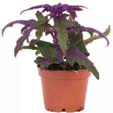 Image result for Gynura