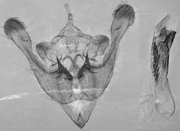 Image result for Photedes morrisii