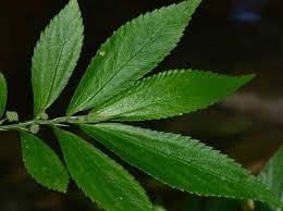 Image result for Elatostema monticola