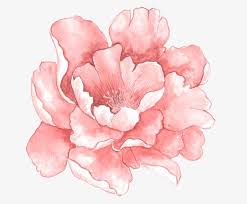 Pink Watercolor Flowers In Full Bloom Watercolor Clipart Flowers Plant Png Transparent Clipart Image And Psd File For Free Download Arte Flor Ilustracao De Flor Flores Pintadas