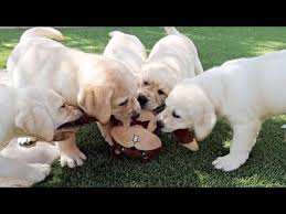 Maybe you would like to learn more about one of these? Aggressive Puppy How To Recognize And Treat Puppy Aggression