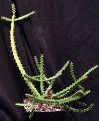 Image result for Euphorbia griseola