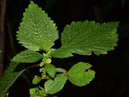 Image result for Lecanthus