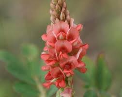 Image result for Indigofera hirsuta