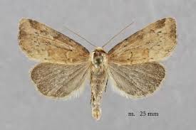 Image result for Photedes minima