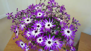 Altman Plants Pericallis Senetti Super Blue Garden Outdoor Plant In 2.5 Qt.  Grower Pot 0881275 - The Home Depot