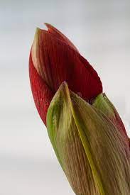 Buds Of A Red Amaryllis Flower Royalty Free Stock Images Red Amaryllis Amaryllis Flowers Amaryllis