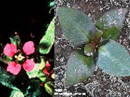 Image result for Ammannia auriculata