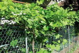 This term can also sometimes be used to refer to plants that do not overtake areas and do not harm ecosystems. Non Flowering Climbers Green Up Property Winnipeg Free Press