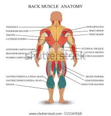 So, you see a rounder cross contour with just a depression at the spine. Anatomy Of The Back Verat